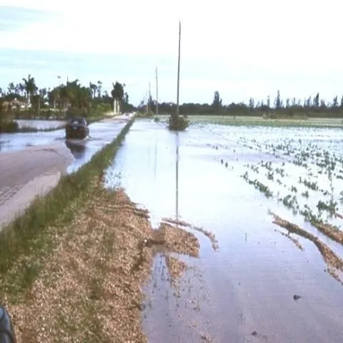thumbnail for publication: Practices to Minimize Flooding Damage to Commercial Vegetable Production